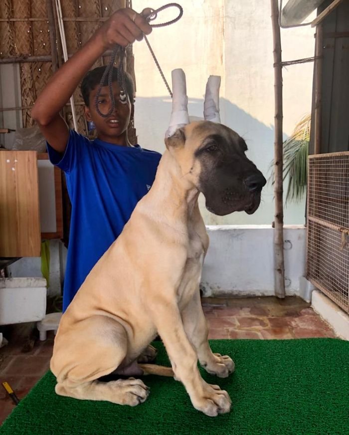 DogsIndia.com - Great Dane - Rajan - Sunflames Kennel