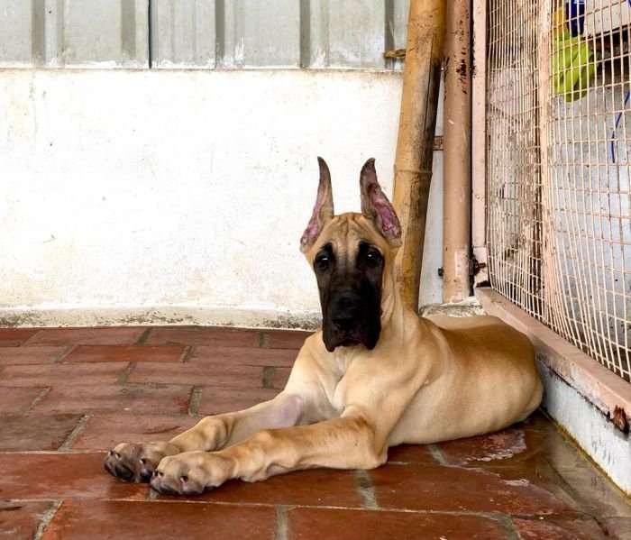 DogsIndia.com - Great Dane - Rajan - Sunflames Kennel