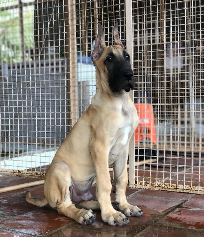 DogsIndia.com - Great Dane - Rajan - Sunflames Kennel