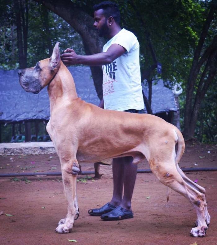 DogsIndia.com - Great Dane - Rajan - Sunflames Kennel