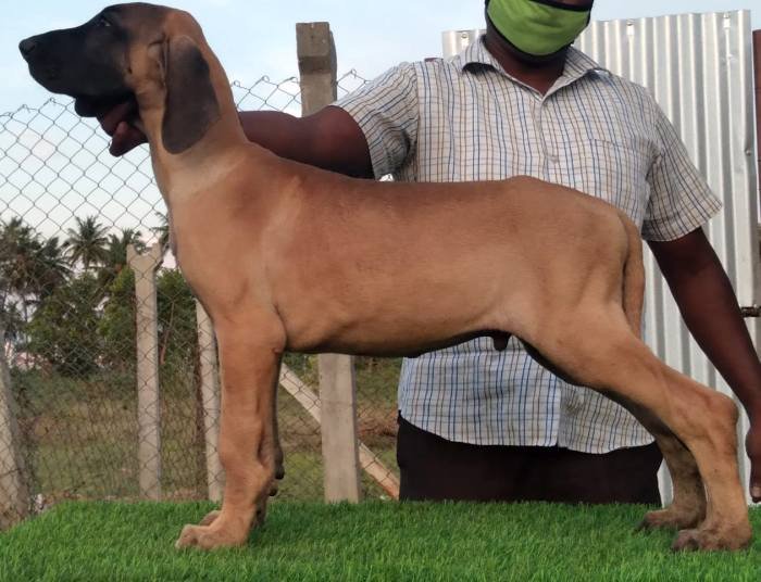 DogsIndia.com - Great Dane - Subhiksha's Kennel