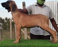DogsIndia.com - Great Dane - Subhiksha's Kennel