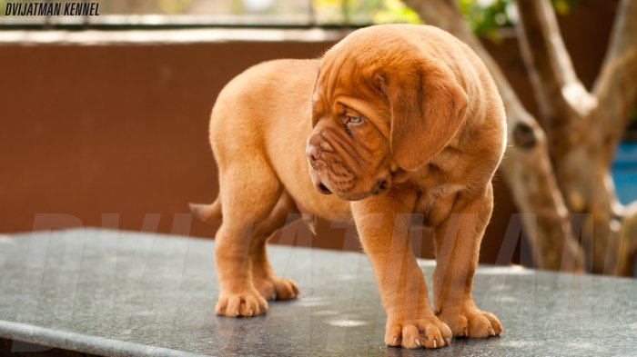 DogsIndia.com - French Mastiff, Dogue de Bordeaux - Dvijatman