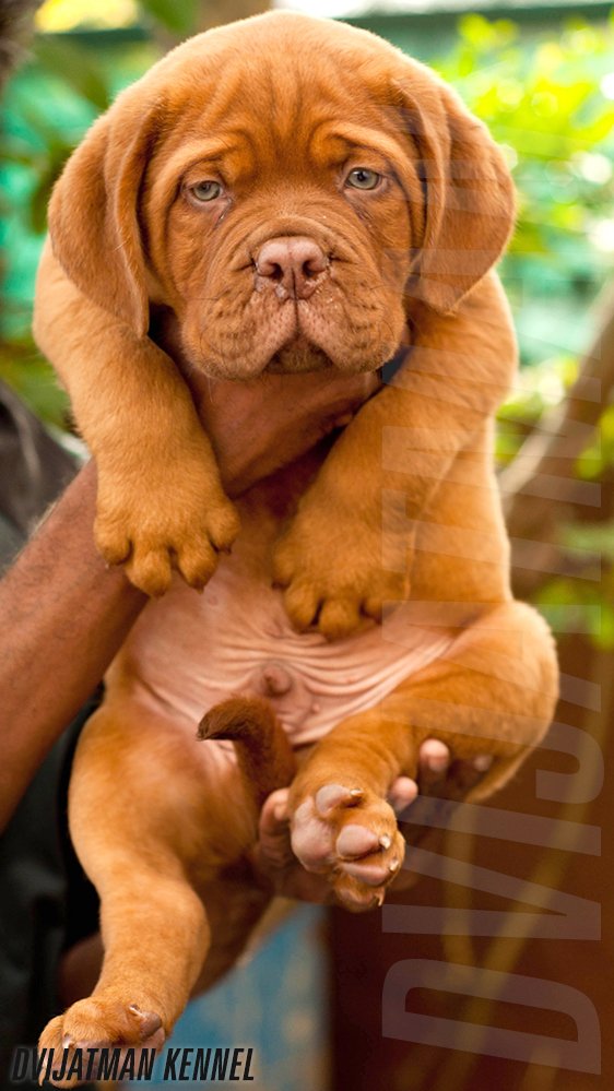 DogsIndia.com - French Mastiff - Dogue de Bordeaux - Dvijatman Kennels