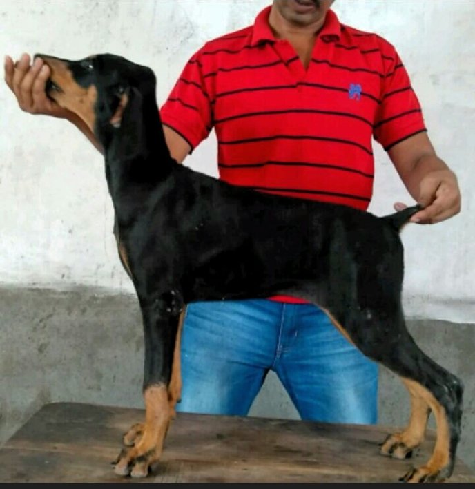 DogsIndia.com - Dobermann - Abhijeet - Black Fire Kennel
