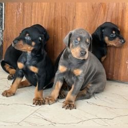 DogsIndia.com - Dobermann - Ajit Kennels, Srihari Gokhale