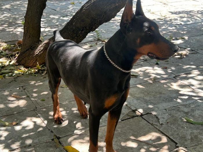 DogsIndia.com - Dobermann - Ajit Kennels, Srihari Gokhale