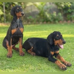 DogsIndia.com - Dobermann - Ajit Kennels, Srihari Gokhale