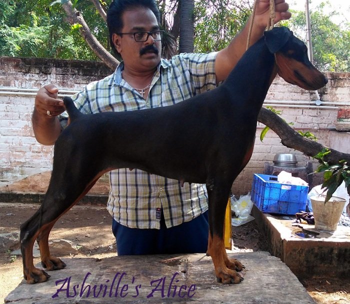 DogsIndia.com - Dobermann Pinscher - Ashville Kennels