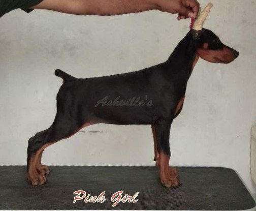 DogsIndia.com - Dobermann Pinscher - Ashville Kennels