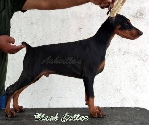 DogsIndia.com - Dobermann Pinscher - Ashville Kennels