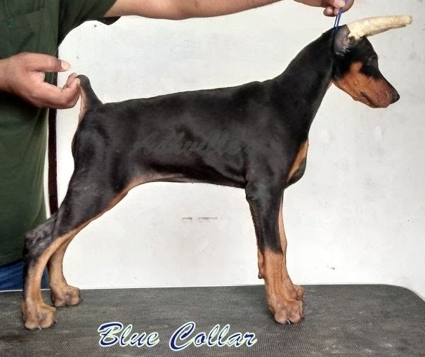 DogsIndia.com - Dobermann Pinscher - Ashville Kennels