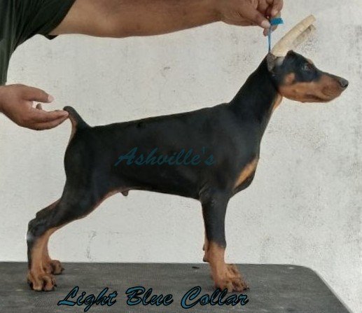 DogsIndia.com - Dobermann Pinscher - Ashville Kennels