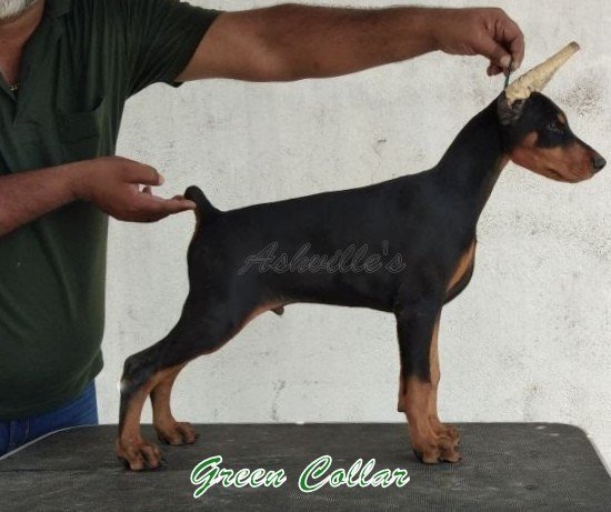 DogsIndia.com - Dobermann Pinscher - Ashville Kennels