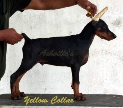DogsIndia.com - Dobermann Pinscher - Ashville Kennels