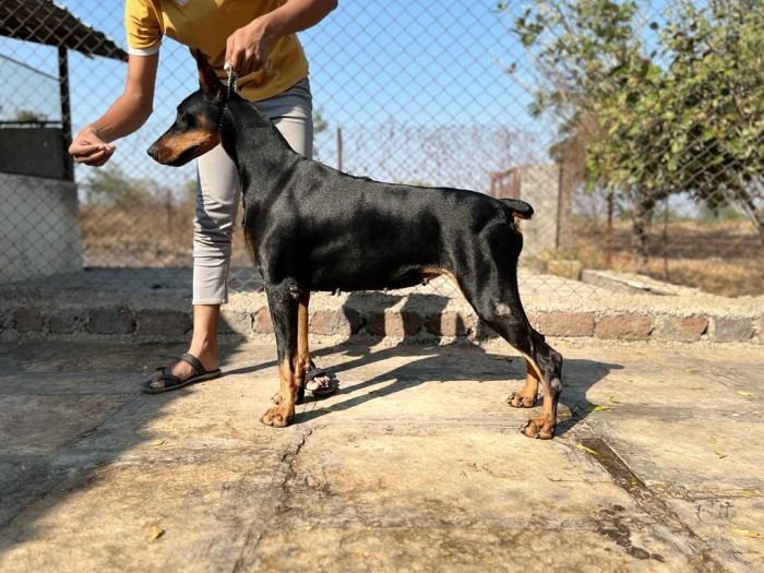 DogsIndia.com - Dobermann - Dalvi
