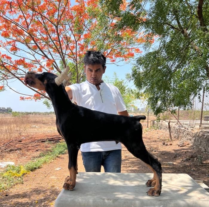 DogsIndia.com - Dobermann - Dalvi