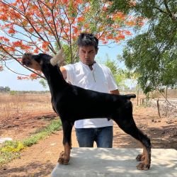 DogsIndia.com - Dobermann - Dalvi