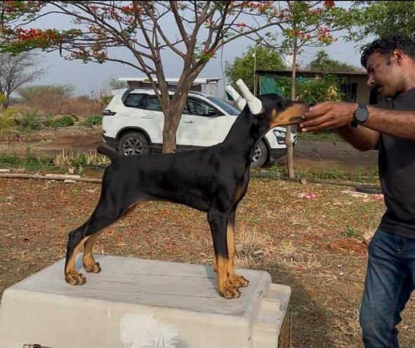 DogsIndia.com - Dobermann - Dalvi