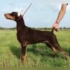 DogsIndia.com - Dobermann - Dalvi