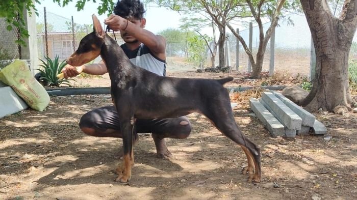 DogsIndia.com - Dobermann - Dalvi