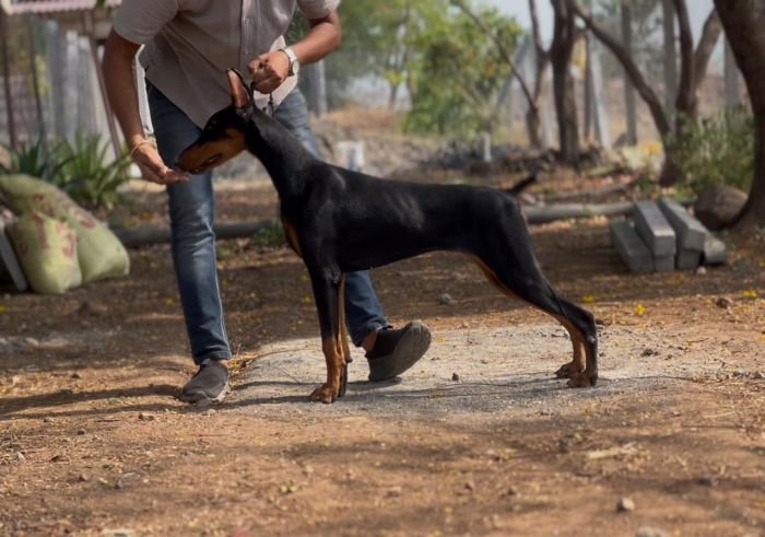 DogsIndia.com - Dobermann - Dalvi