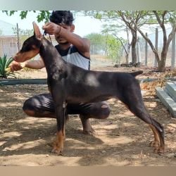 DogsIndia.com - Dobermann - Dalvi