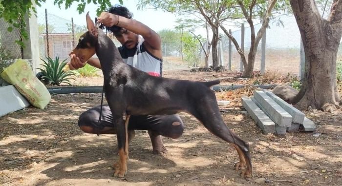 DogsIndia.com - Dobermann - Dalvi
