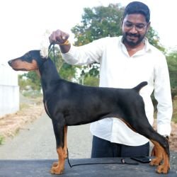 DogsIndia.com - Dobermann - Gopikannan