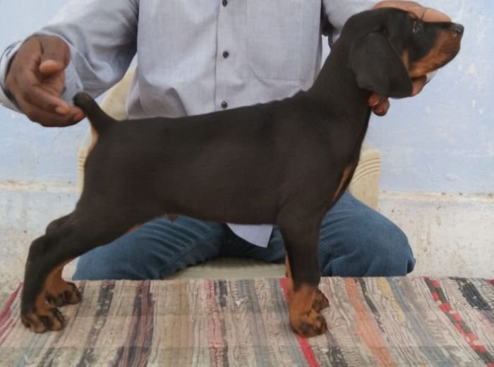 DogsIndia.com - Dobermann Pinscher - Johnson
