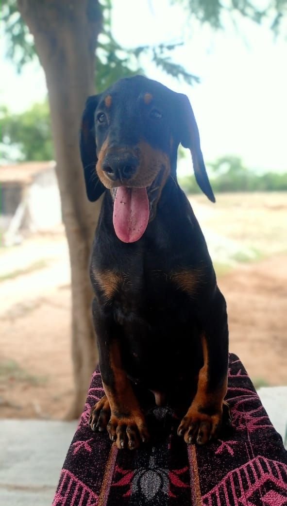 DogsIndia.com - Dobermann Pinscher - Johnson