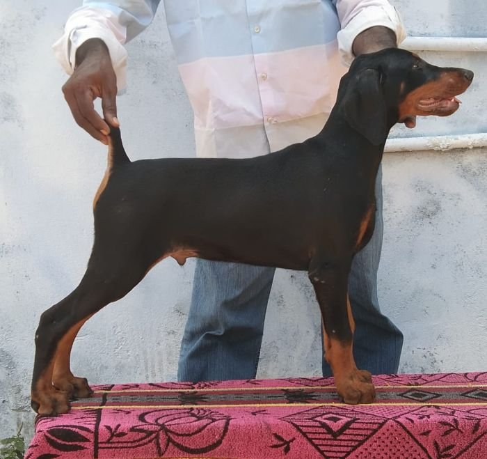 DogsIndia.com - Dobermann Pinscher - Johnson