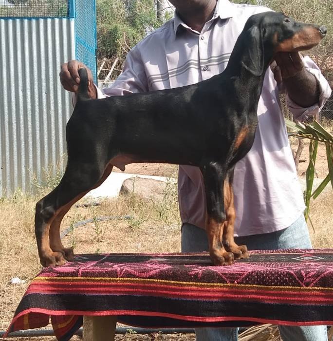 DogsIndia.com - Dobermann Pinscher - Johnson