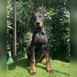 DogsIndia.com - Dobermann - Mahesh - Meena Kennels