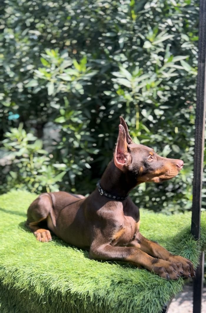 DogsIndia.com - Dobermann - Mahesh - Meena Kennels