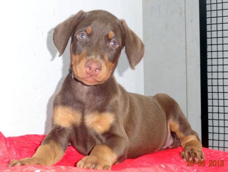 Dogs India Dobermann Manivannan