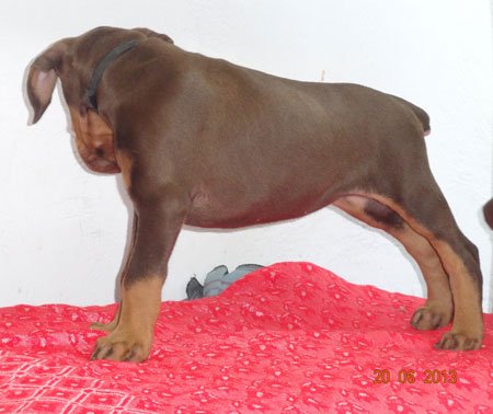 Dogs India Dobermann Manivannan
