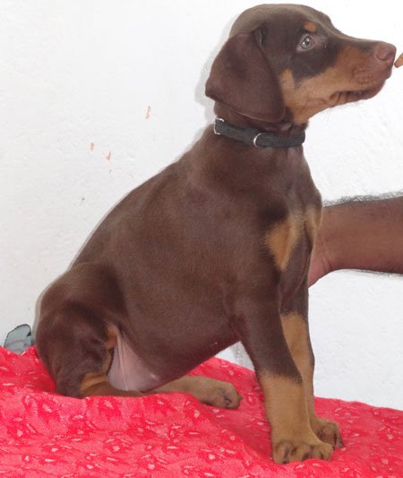 Dogs India Dobermann Manivannan