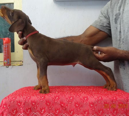 Dogs India Dobermann Manivannan