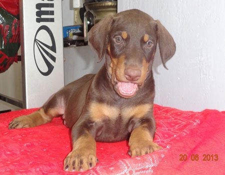 Dogs India Dobermann Manivannan