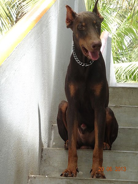 Dogs India Dobermann Manivannan