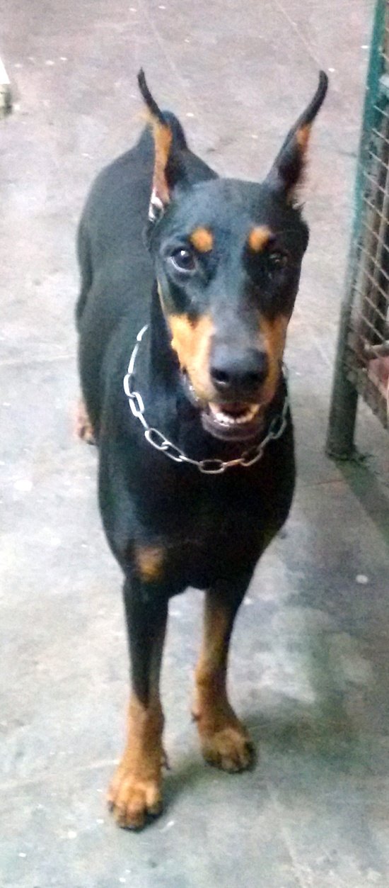 DogsIndia.com - Dobermann - Matchpoint Kennels