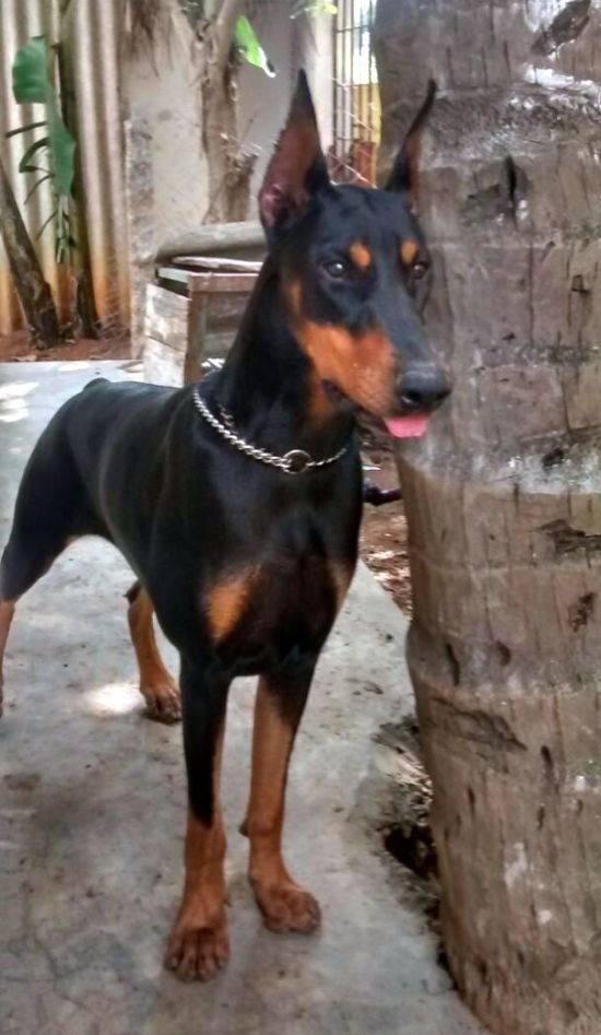 DogsIndia.com - Dobermann - Matchpoint Kennels