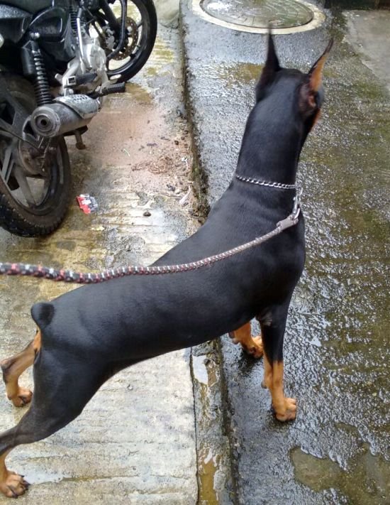 DogsIndia.com - Dobermann - Matchpoint Kennels