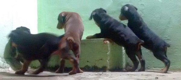 DogsIndia.com - Dobermann - Matchpoint Kennels