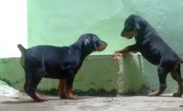 DogsIndia.com - Dobermann - Matchpoint Kennels