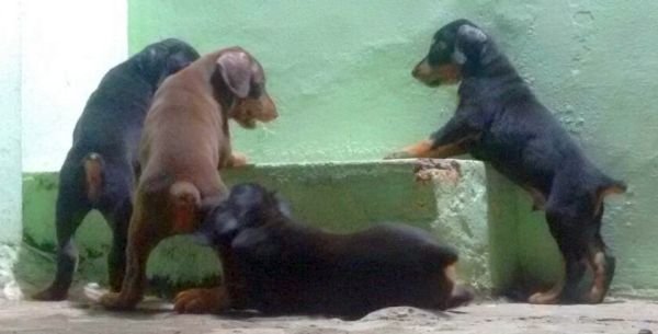DogsIndia.com - Dobermann - Matchpoint Kennels