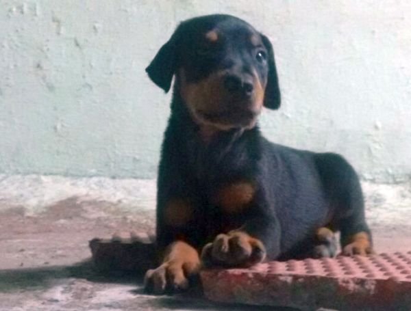 DogsIndia.com - Dobermann - Matchpoint Kennels