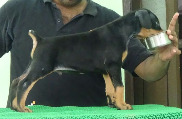 DogsIndia.com - Dobermann - Matchpoint Kennels
