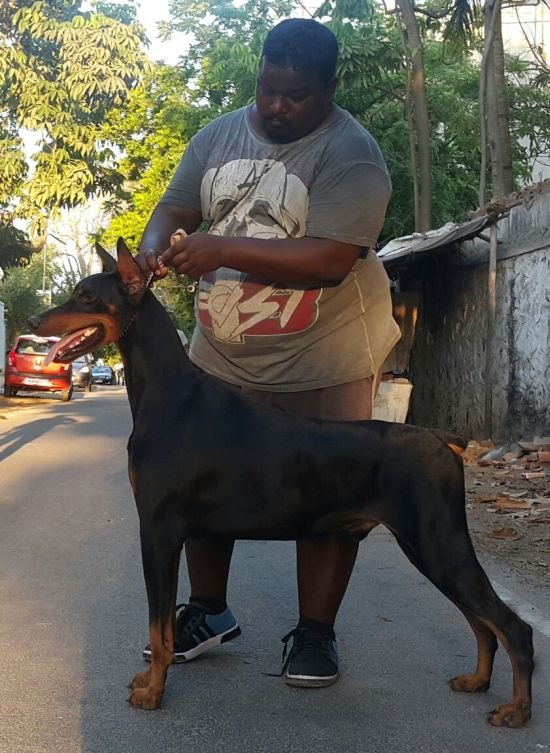 DogsIndia.com - Dobermann - Matchpoint Kennels